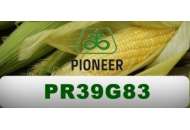 PR39G83 - кукурудза, 80 000 насіння, Pioneer (Піонер) фото, цiна